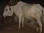 Farm Cow