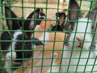 Rabbits