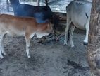 வளர்ப்பு பசு