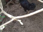 கோழி சேவல்
