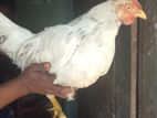 Farm Chick