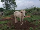 Farm Cow