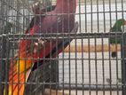 Vosmaeri Eclectus