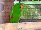 Vosmaer's Eclectus Breeding Pair Parrots