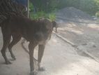 Labrador Dog
