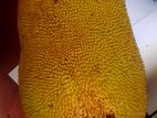 Jack Fruit