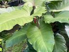 Jungle Fever Plants