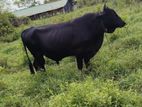 වස්සන්