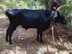 වස්සන්