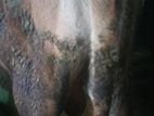 Bulls