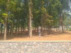 වටිනා ඉඩමක් කහතුඩුවෙන් අඩුම අඩු මිලට