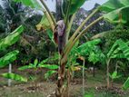 වටිනා ඉඩමක් විකිණීමට .(350m) ප්‍රධාන පාර ට. ජා එල .