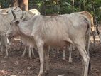 வடக்கன் பசு