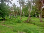 වට්නා පොල් පලදාව සහිත ඉඩමක් විකිනීමට බෙම්මුල්ල