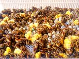 වටු කුරුලු පැටවුන්.