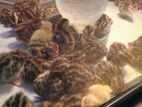 වටු පැටවුන් Quail Chicks