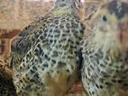 Quail Chicks