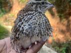 වටුවන් Quails Watuwan