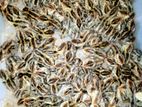 Quails