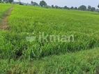 Kilinochchi Land for Sale