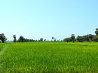 வயல் காணி படுவாங்கரை