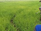 வயல் காணி விற்பனைக்கு - Batticaloa