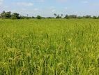 Land for Sale Batticaloa