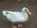 Male Duck