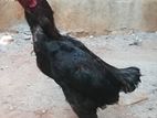 Wadiga Breeding Pair