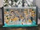 Angel Fish