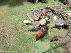 Farm Chicken