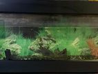 Wall Mounted Fish Tank