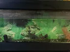 Wall Mounted Fish Tank