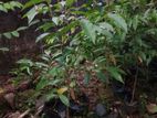 Wallapatta Plants