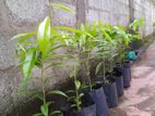 Wallapatta Plants