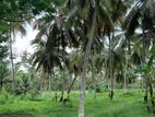 Wariyapola - Coconut Estate for Sale