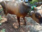 Farm Cows