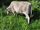 Farm Cow