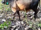 Farm Cow