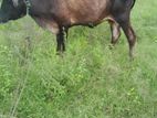Farm Cow