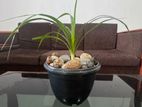 Watakeiya Plant