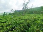 Watawala Land for Sale D