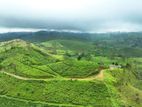 Watawala tea lands for sale D