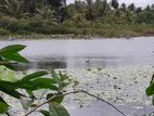 Water Front Land, Facing Bolgoda Lake at Bandaragama