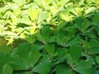 Water Lettuce