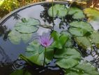 Water lilly plant