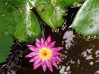 Water Lily Lotus Plant