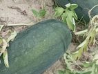 Water Melon