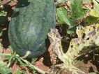 Water Melon පැණි කොමඩු HiRock 5