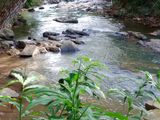 Waterfront Land for Sale Peradeniya